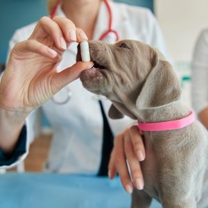 algunas vitaminas cachorros pequenos 329181 14493
